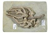 Superb, Fossil Crinoid (Agaricocrinus) & Starfish - Indiana #296786-1